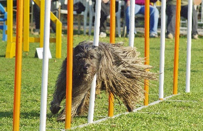 de la vallée d'oueil - Ch de France d'Agility 2013